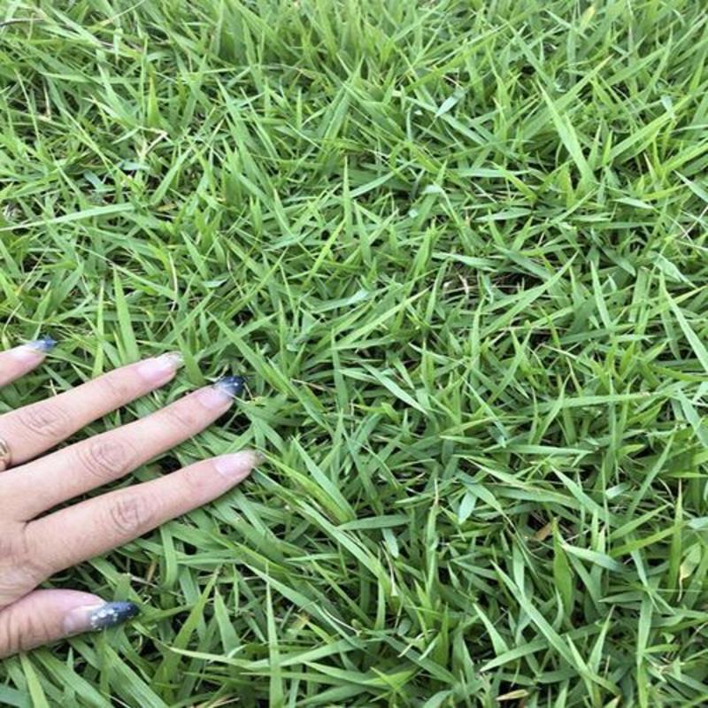 日本结缕草种子草坪草籽四季长青矮生耐践踏庭院足球场草种子