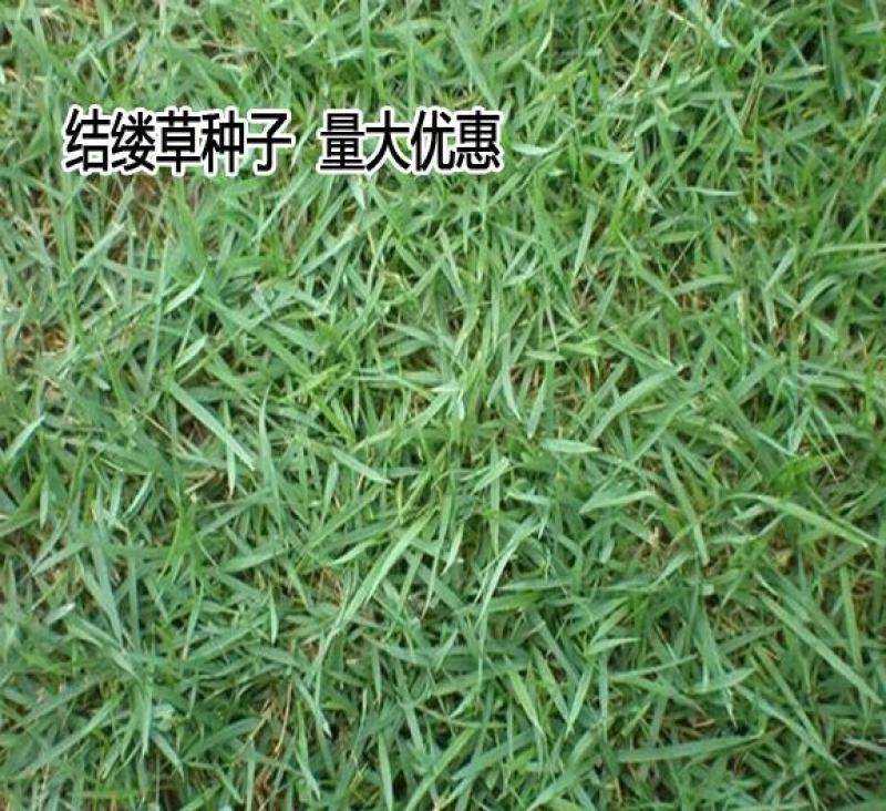 日本结缕草种子草坪草籽四季长青矮生耐践踏庭院足球场草种子
