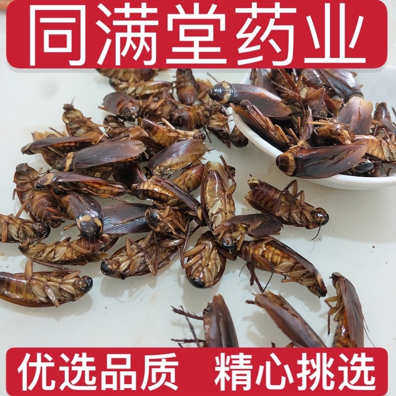 中药材蟑螂虫干蟑螂粉货真价实保证质量