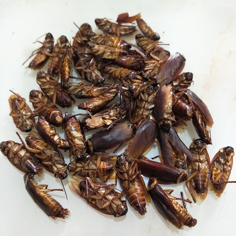 中药材蟑螂虫干蟑螂粉货真价实保证质量