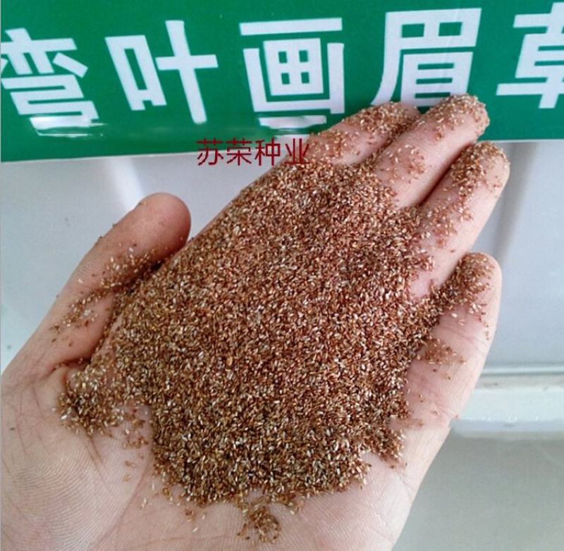 弯叶画眉草种子耐高温草坪种子河岸护堤草籽暖季型草籽
