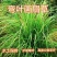 弯叶画眉草种子耐高温草坪种子河岸护堤草籽暖季型草籽