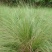 弯叶画眉草种子耐高温草坪种子河岸护堤草籽暖季型草籽