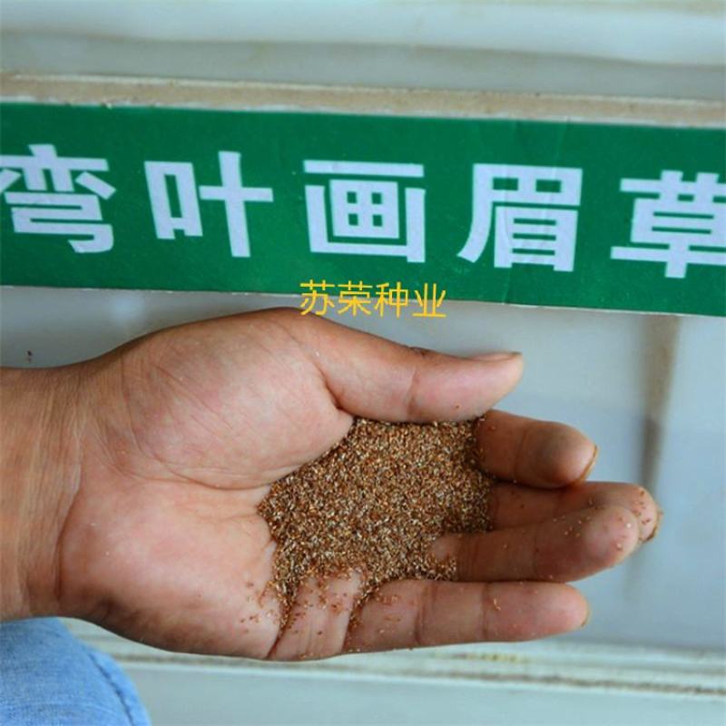 弯叶画眉草种子耐高温草坪种子河岸护堤草籽暖季型草籽