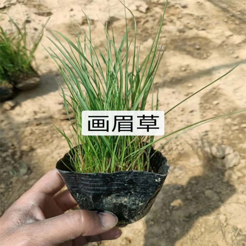 弯叶画眉草种子耐高温草坪种子河岸护堤草籽暖季型草籽