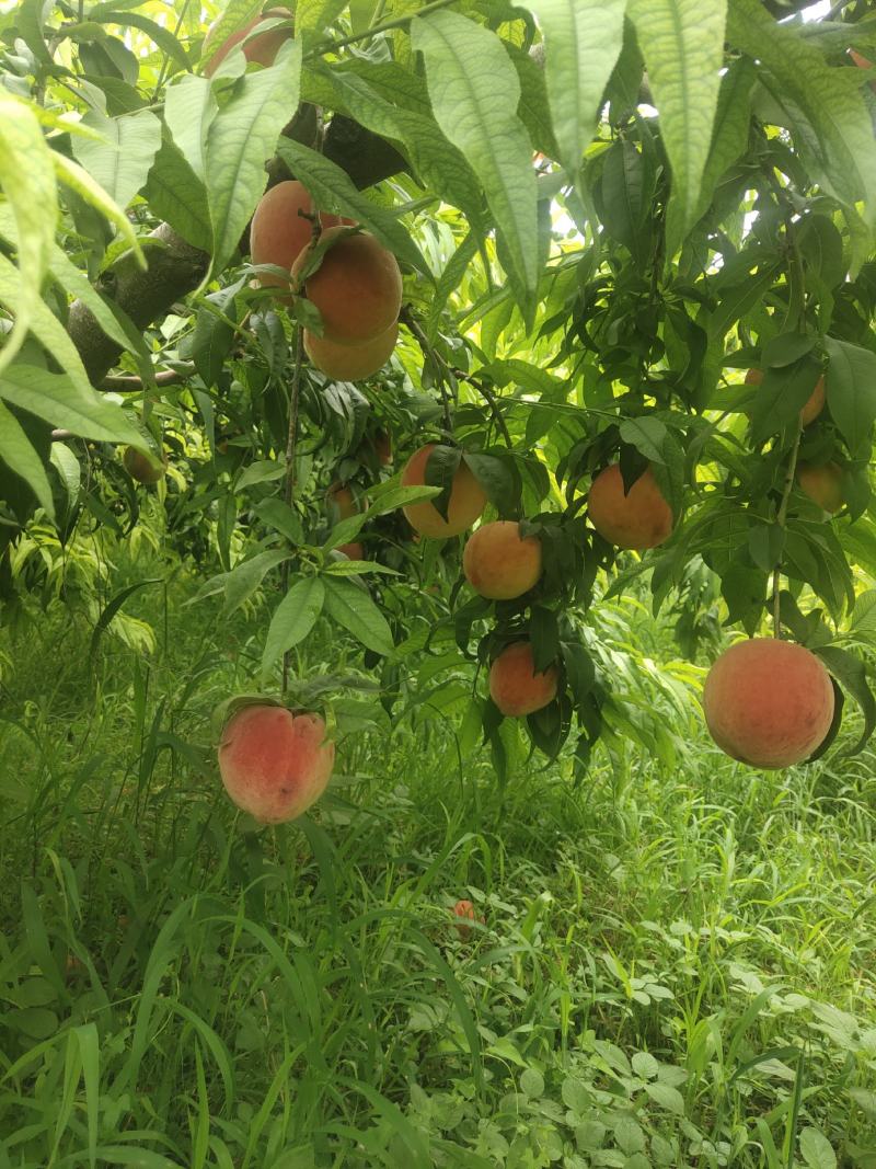 蟠桃