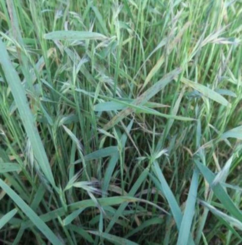 碱茅草种子耐旱耐盐碱护坡固土草籽抗风沙抗寒速生