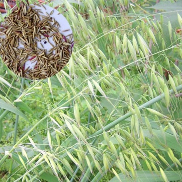 碱茅草种子耐旱耐盐碱护坡固土草籽抗风沙抗寒速生