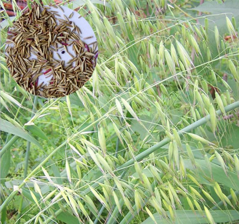 碱茅草种子耐旱耐盐碱护坡固土草籽抗风沙抗寒速生