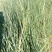 碱茅草种子耐旱耐盐碱护坡固土草籽抗风沙抗寒速生