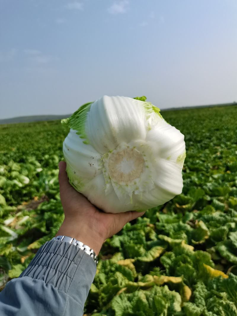 精品黄心大白菜保质保量，诚信合作，无虫眼无烧心量大价优