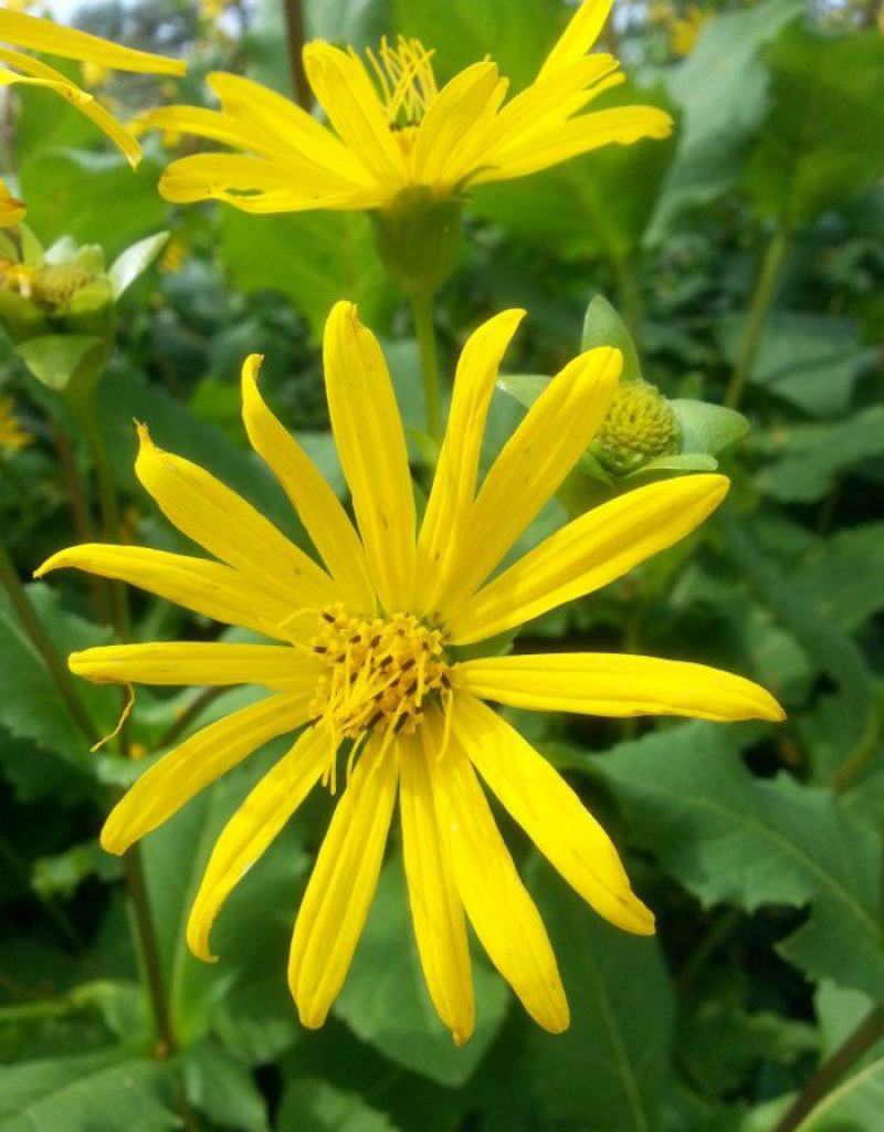 多年生宿根牧草种子串叶松香草种子法国香槟草种子菊花草种