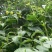 多年生宿根牧草种子串叶松香草种子法国香槟草种子菊花草种