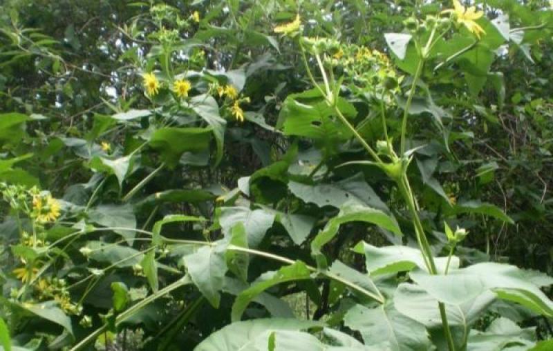 多年生宿根牧草种子串叶松香草种子法国香槟草种子菊花草种
