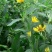 多年生宿根牧草种子串叶松香草种子法国香槟草种子菊花草种