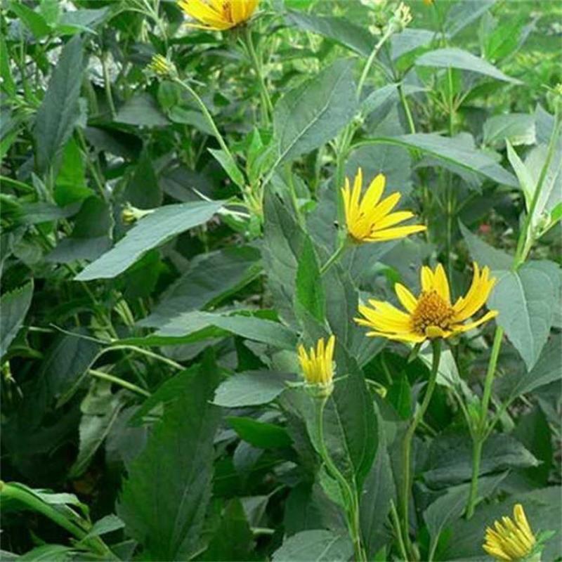 多年生宿根牧草种子串叶松香草种子法国香槟草种子菊花草种