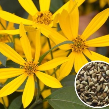 多年生宿根牧草种子串叶松香草种子法国香槟草种子菊花草种