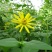 多年生宿根牧草种子串叶松香草种子法国香槟草种子菊花草种