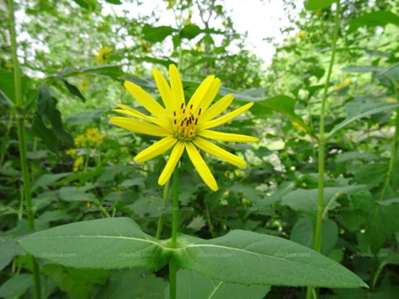 多年生宿根牧草种子串叶松香草种子法国香槟草种子菊花草种