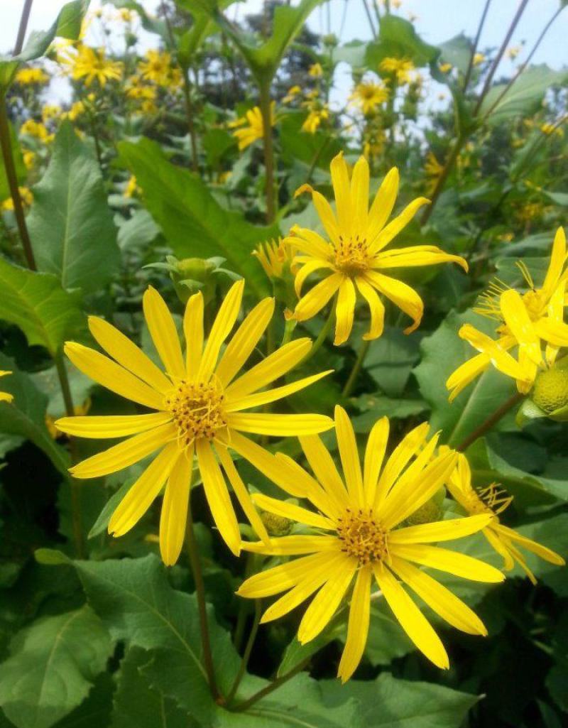 多年生宿根牧草种子串叶松香草种子法国香槟草种子菊花草种