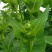 多年生宿根牧草种子串叶松香草种子法国香槟草种子菊花草种