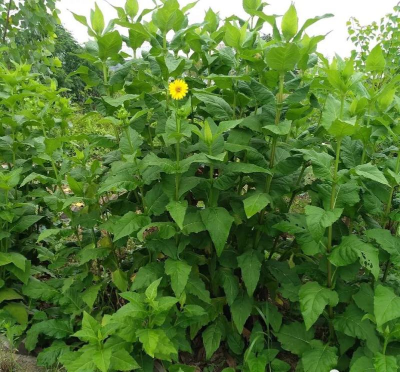 多年生宿根牧草种子串叶松香草种子法国香槟草种子菊花草种
