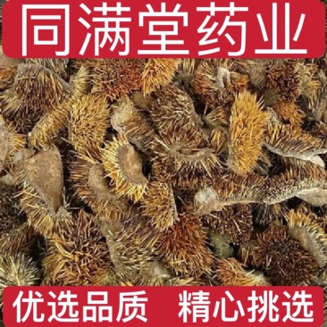 正品刺猬皮炒刺猬皮保证质量量大从优