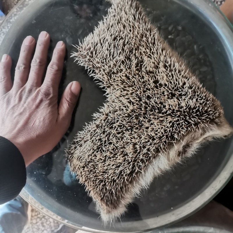 正品刺猬皮炒刺猬皮保证质量量大从优
