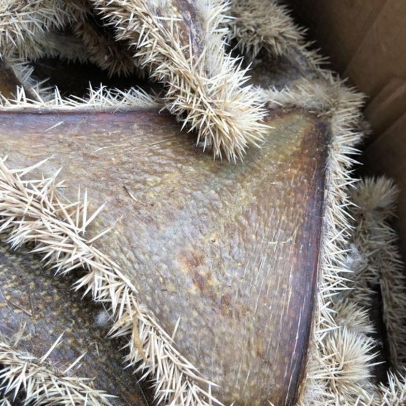 正品刺猬皮炒刺猬皮保证质量量大从优