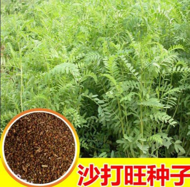 新品种沙打旺种子多年生牧草绿肥草护坡草耐寒耐旱耐盐碱