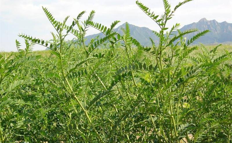 新品种沙打旺种子多年生牧草绿肥草护坡草耐寒耐旱耐盐碱