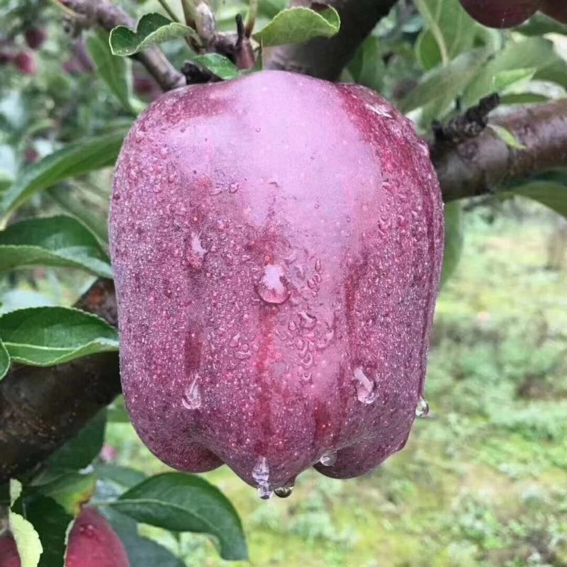 甘肃天水特产红富士苹果种植基地，鲜货一首货源产地，