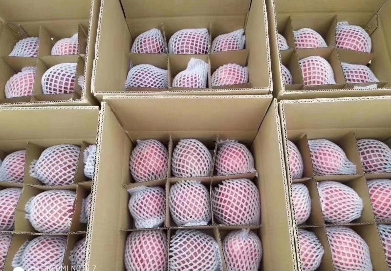 甘肃天水特产红富士苹果种植基地，鲜货一首货源产地，