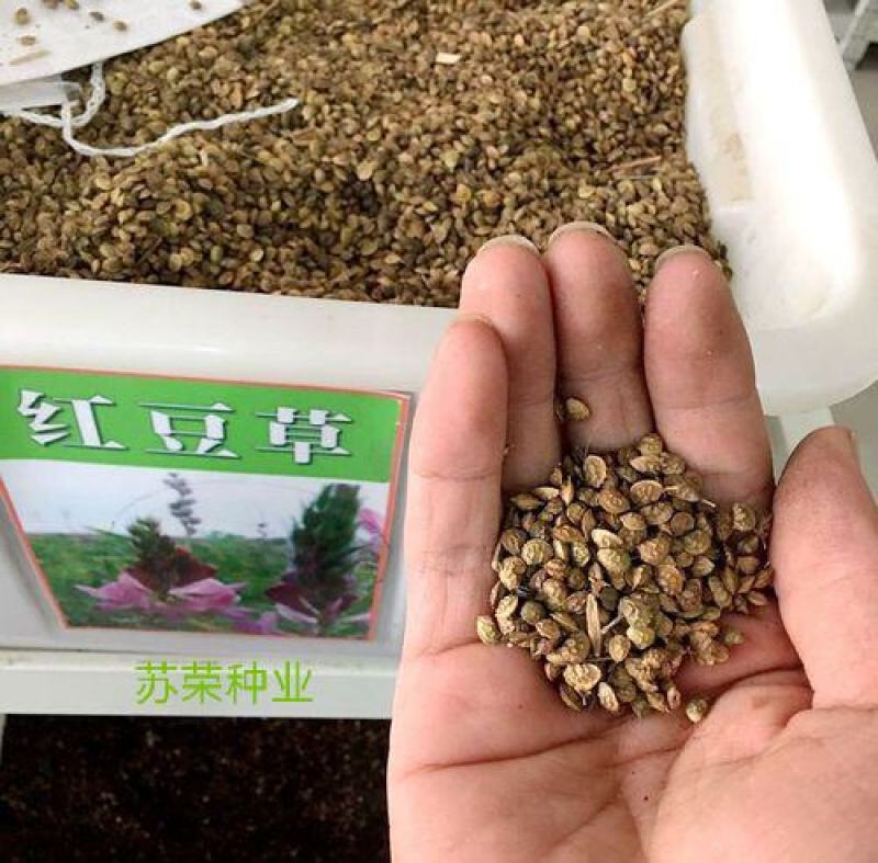 红豆草种子驴食豆青饲牧草林田果园绿肥固氮景观花卉