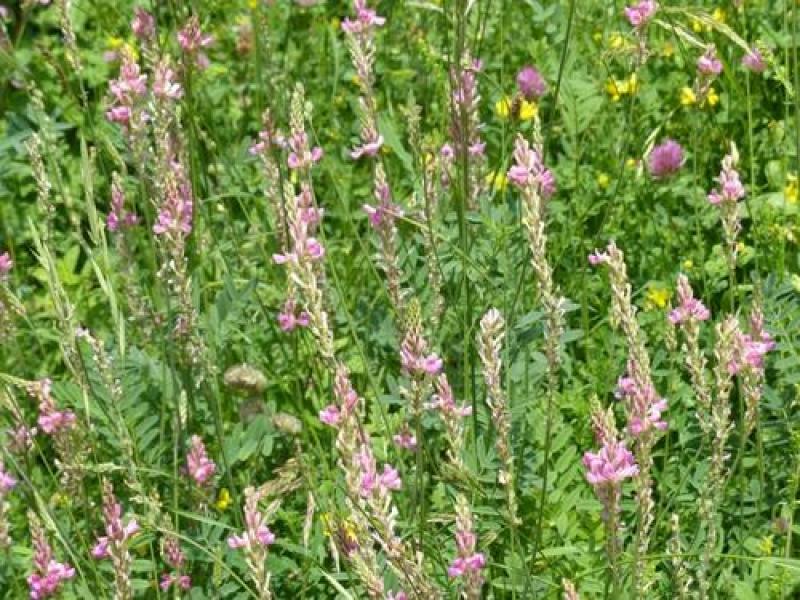 红豆草种子驴食豆青饲牧草林田果园绿肥固氮景观花卉