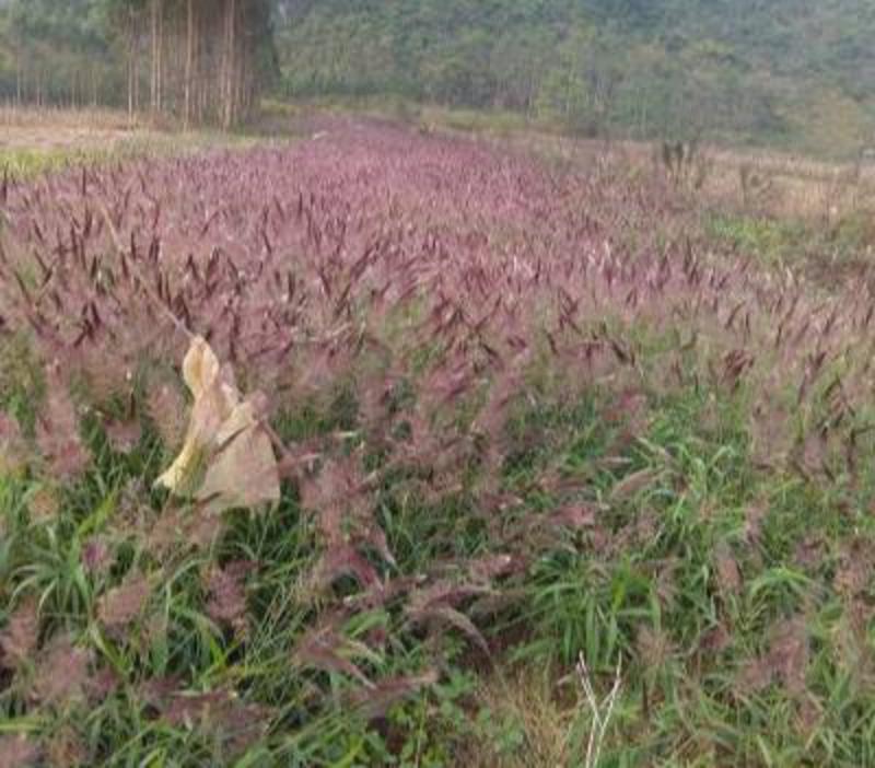 牧草种子正宗优质糖蜜草种子家禽饲料防沙固土草种糖蜜草