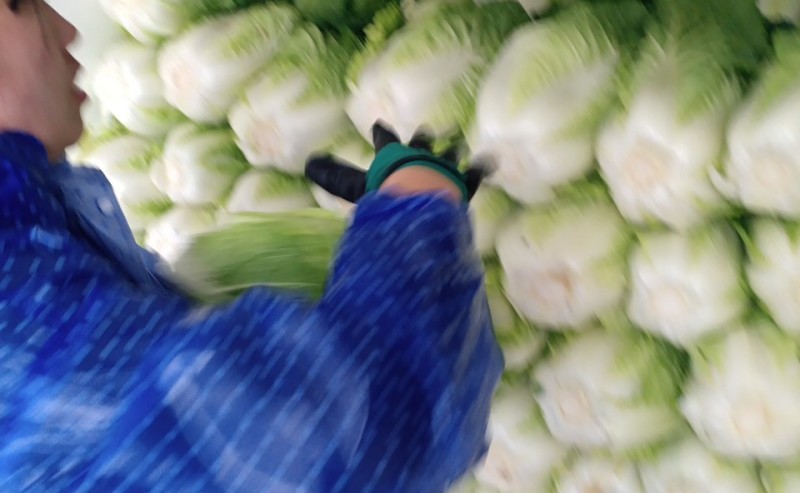 大白菜湖北襄阳保康产地直供，一手货源，质量好。
