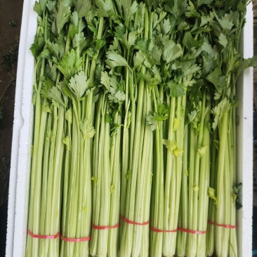 泰安香芹陆续上市