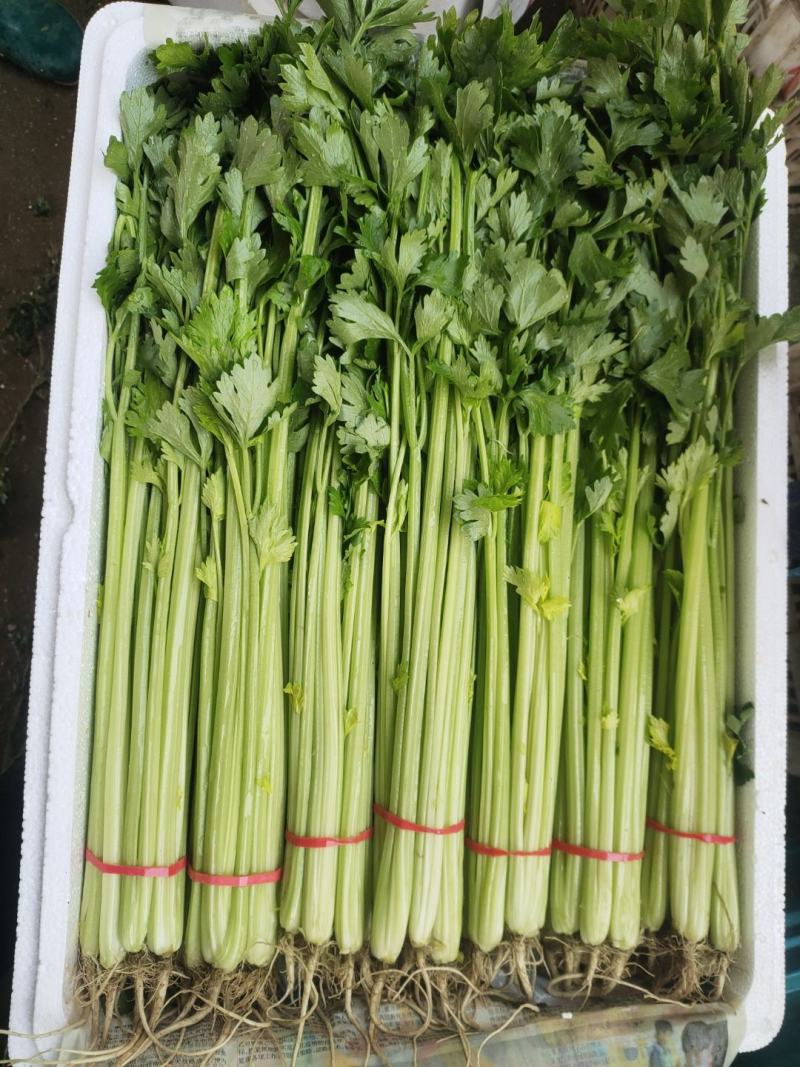 泰安香芹陆续上市