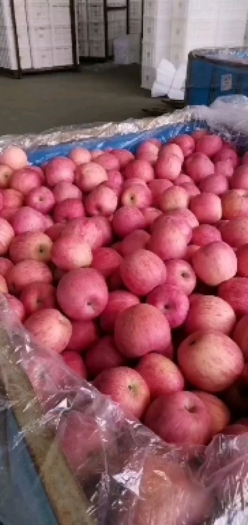 【苹果】栖霞精品红富士苹果现摘现发脆甜可口坏果包赔