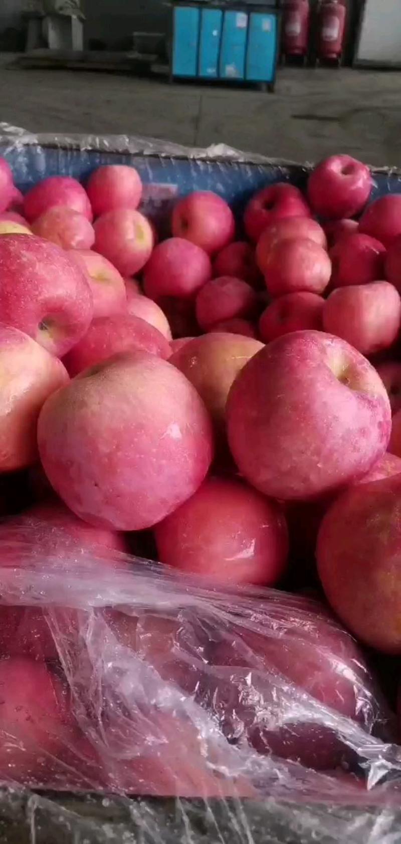 【苹果】栖霞精品红富士苹果现摘现发脆甜可口坏果包赔