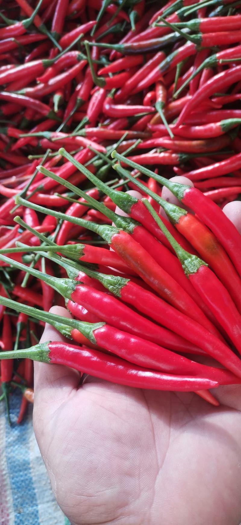 艳红小米椒…产地直供，质量保证，诚信代办，代发全国市场