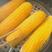 东北甜糯玉米新鲜上市真空包装零添加黄白玉米两个品种