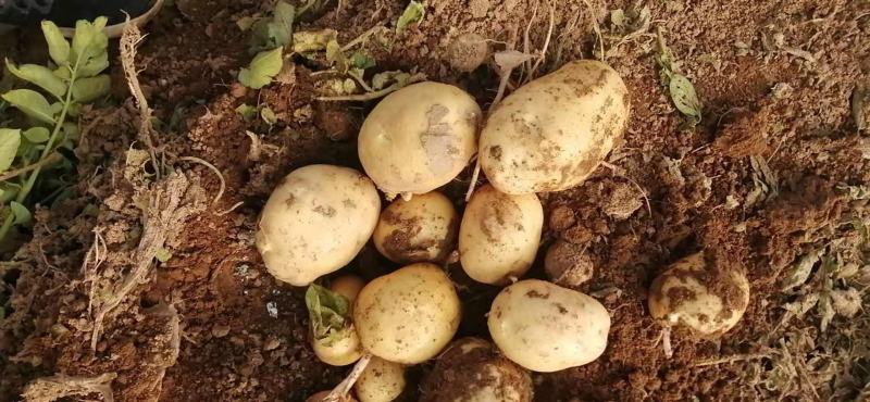 山西忻州土豆黄皮黄心土豆沃土5号荷兰十五西森6号3两以上