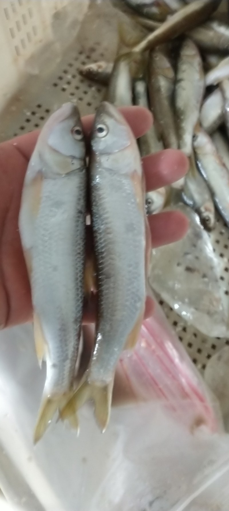 精品大嘴马口鱼辽宁基地直销现捞现卖量大价优欢迎考察