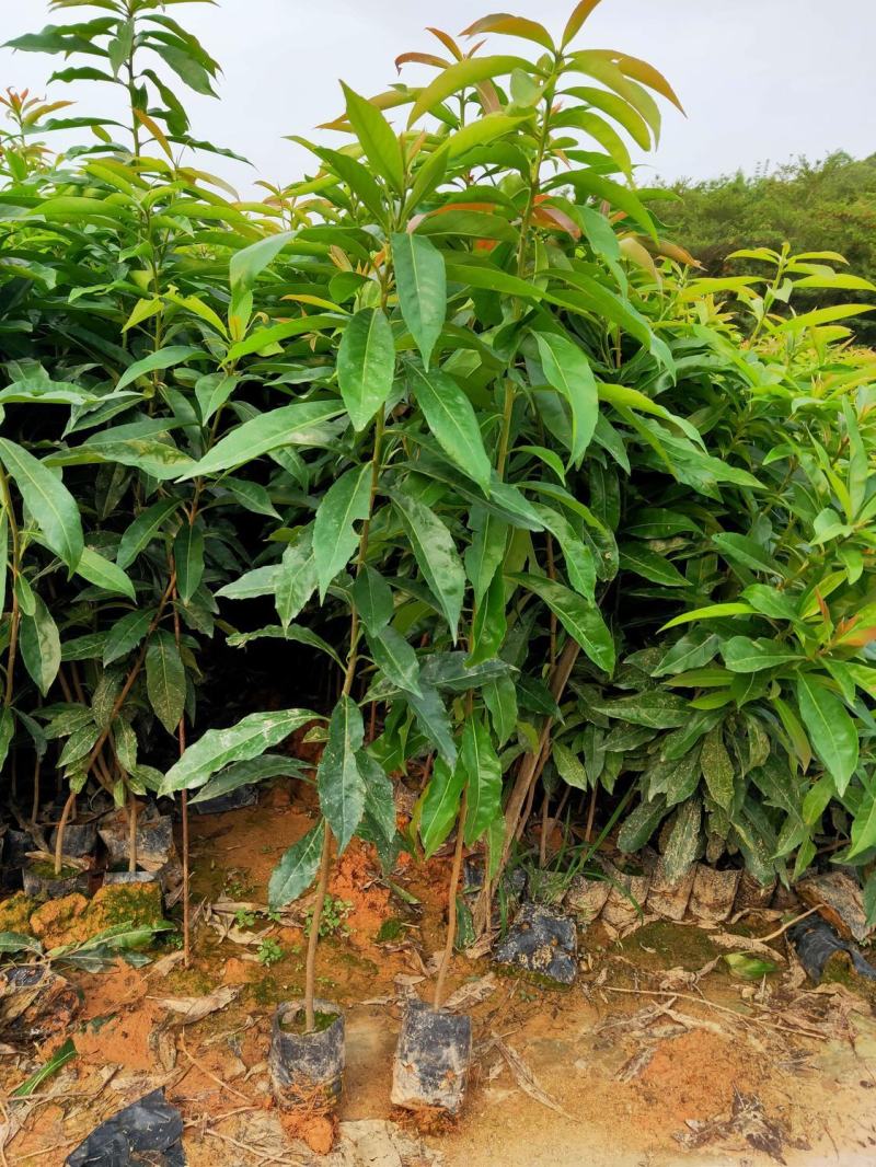 木荷