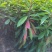 木荷