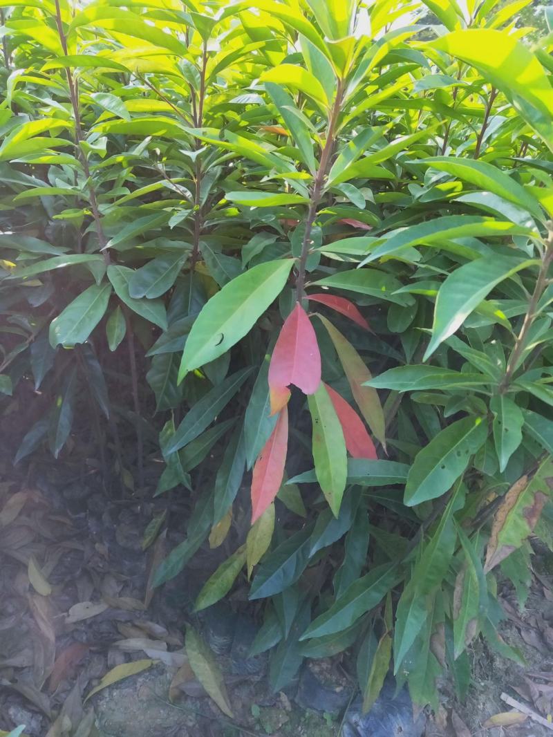 木荷