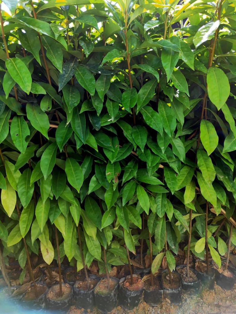 木荷