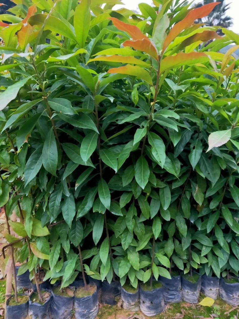 木荷